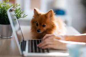 Wygodne zakupy dla psa – dlaczego warto wybrac sklep zoologiczny online